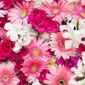 Meet your Posher, Savannah